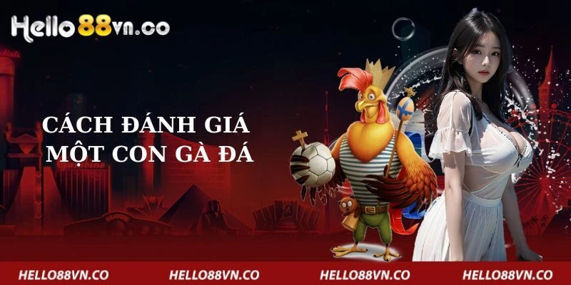 cach-danh-gia-mot-con-ga-da-1