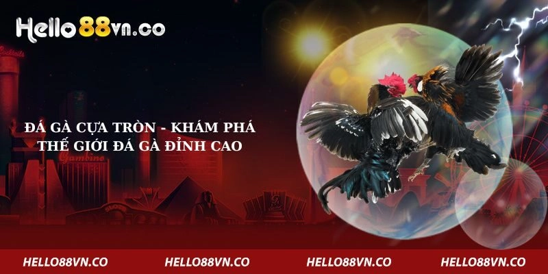 Đá Gà Cựa Tròn – Khám Phá Thế Giới Đá Gà Đỉnh Cao