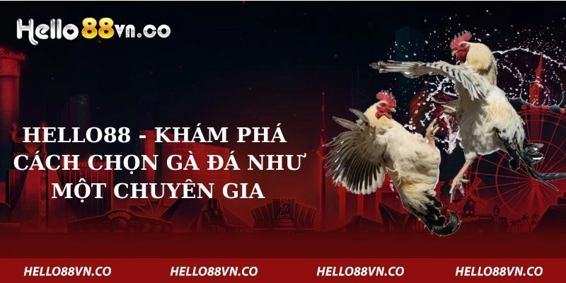 Hello88 – Khám Phá Cách Chọn Gà Đá Như Một Chuyên Gia