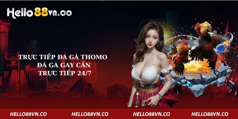 Trực Tiếp Đá Gà Thomo – Đá Gà Gay Cấn, Trực Tiếp 24/7